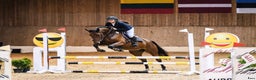 Hoppning hästar till salu: Fearless mare for showjumping! i Ekerö - Annons 3