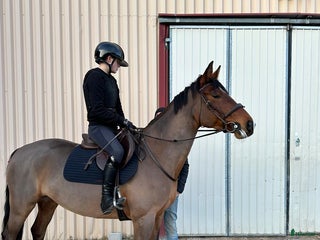 hästar i Fagersta - Annons 2