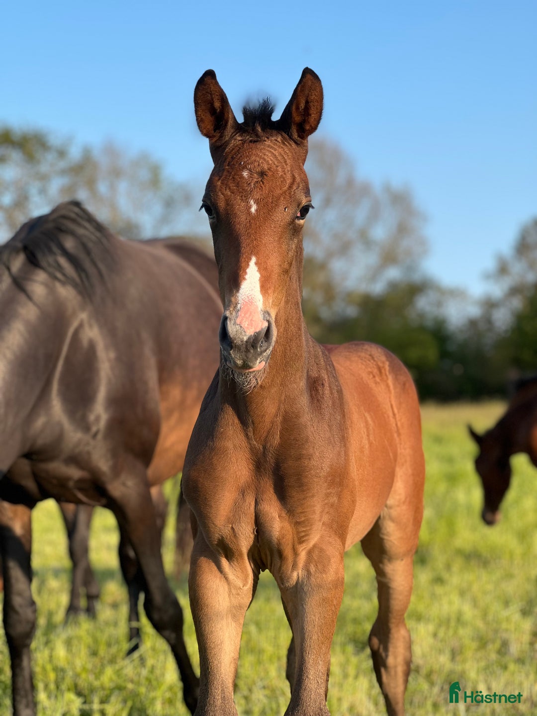 Hoppning hästar till salu: Lovande unghäst! SÅLD - Annons 9