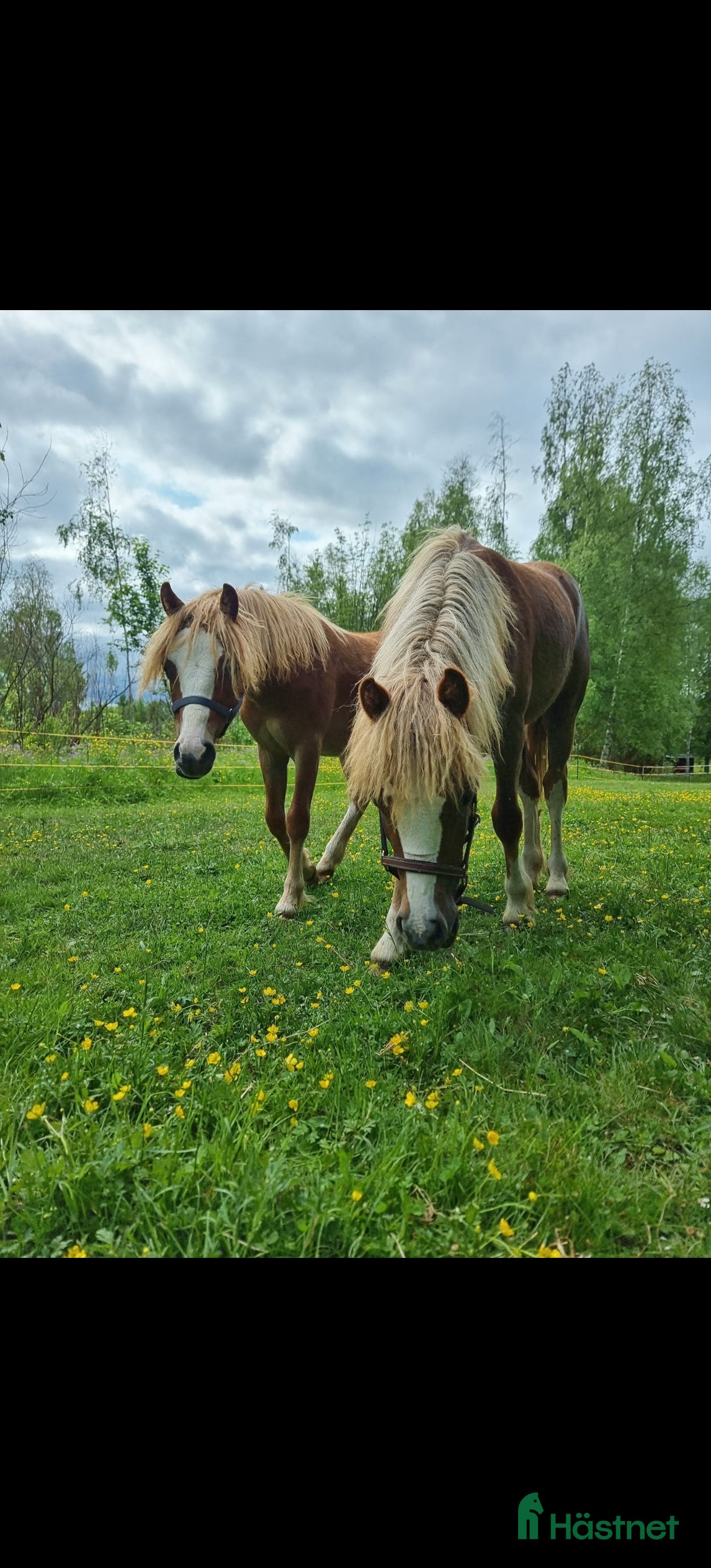  hästar Underbara grabbar i Fällfors - Annons 16