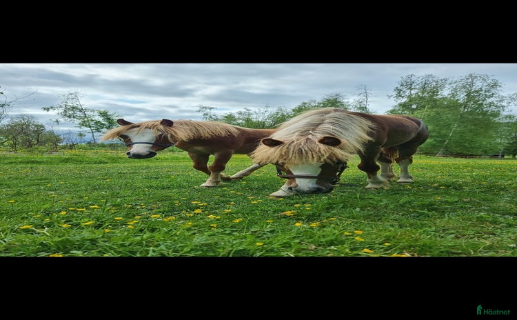  hästar Underbara grabbar i Fällfors - Annons 10