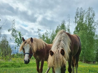 hästar Underbara grabbar i Fällfors - Annons 13