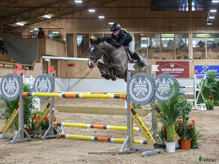 hästar Välhoppande valack med stor kapacitet - Annons 6