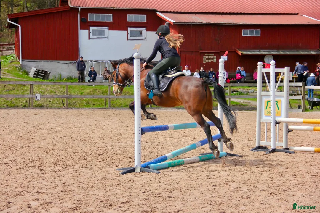 Allround hästar till salu: Vår fina Creme söker ett nytt kärleksfullt hem - Annons 2