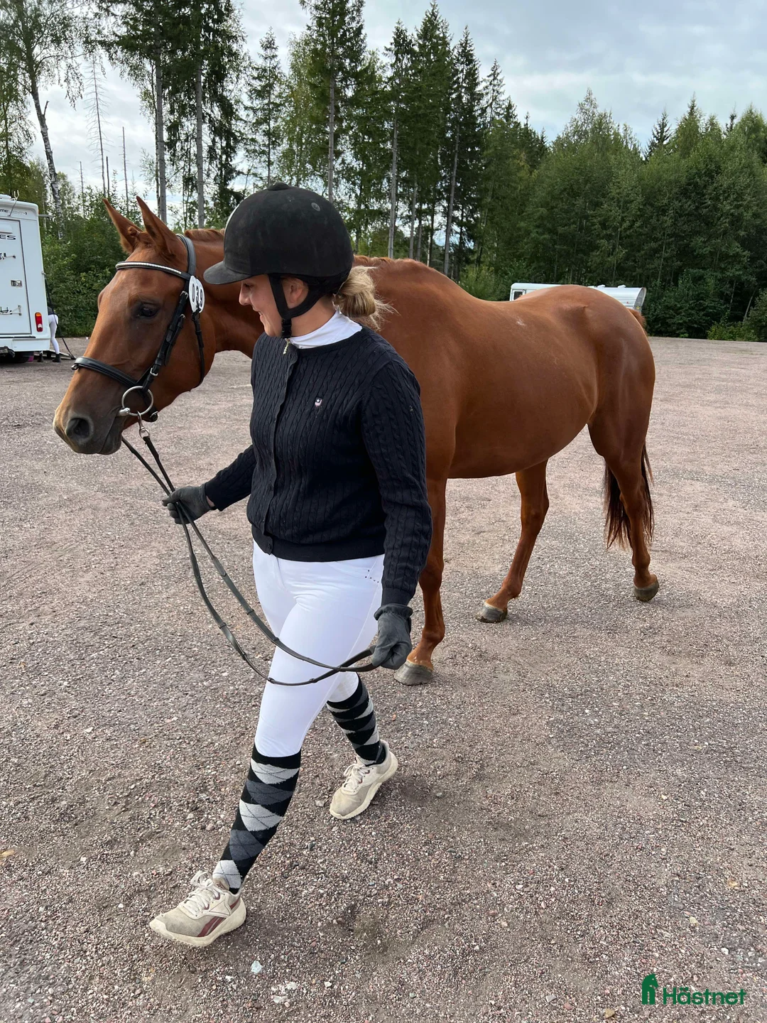 Dressyr hästar till salu: Social och lovande 5 åring - Annons 3