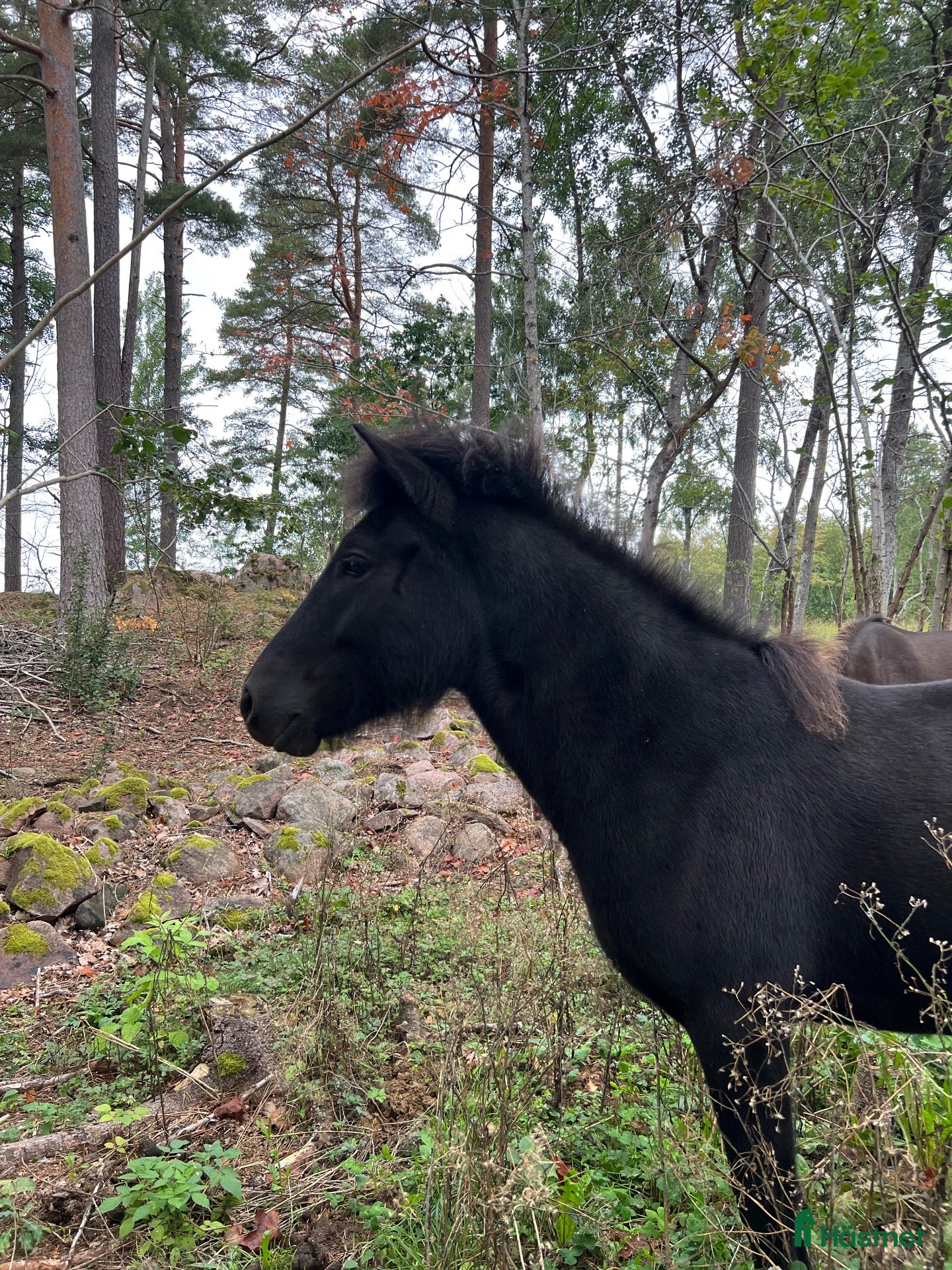  hästar Välstammat åringssto som gärna väljer tölt - Annons 2