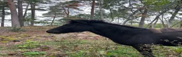 Island hästar till salu: Välstammat åringssto som gärna väljer tölt i Mariestad - Annons 1