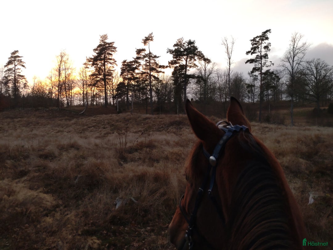 Allround hästar till salu: Världens bästa Alba  - Annons 4