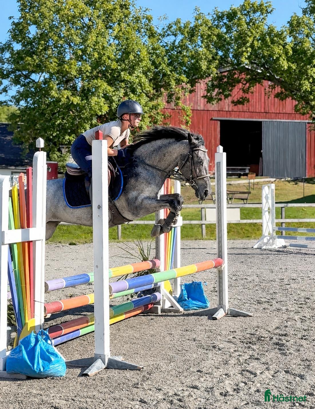  hästar Röntgad ponny redo för nya uppgifter🌟 - Annons 7
