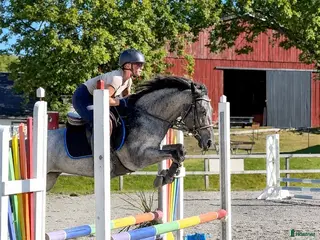 hästar Röntgad ponny redo för nya uppgifter🌟 - Annons 7