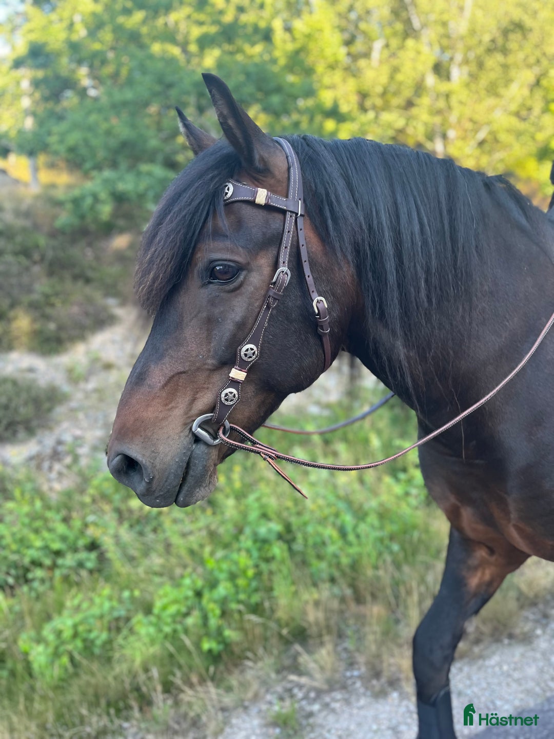 Allround hästar till salu: Kallblodstravare  i Jämjö - Annons 4