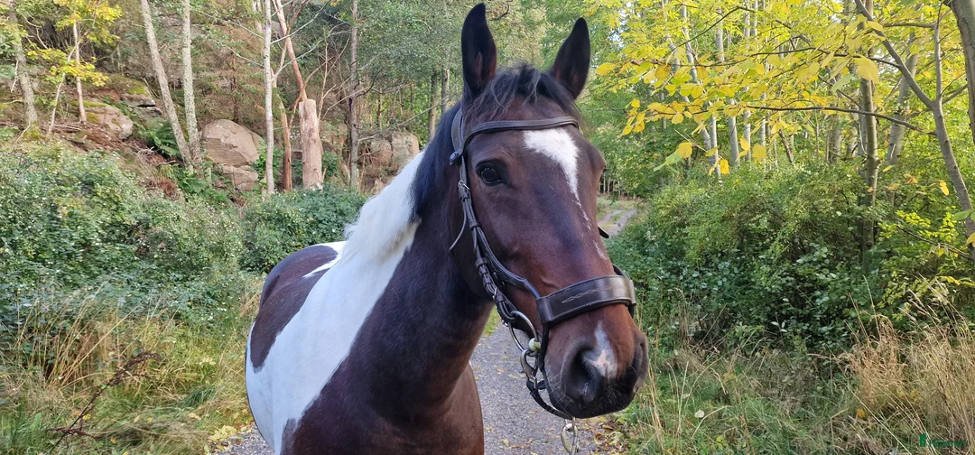 Allround hästar till salu: Fantastisk 12 årig allroundvalack säljes. i Brastad - Annons 1