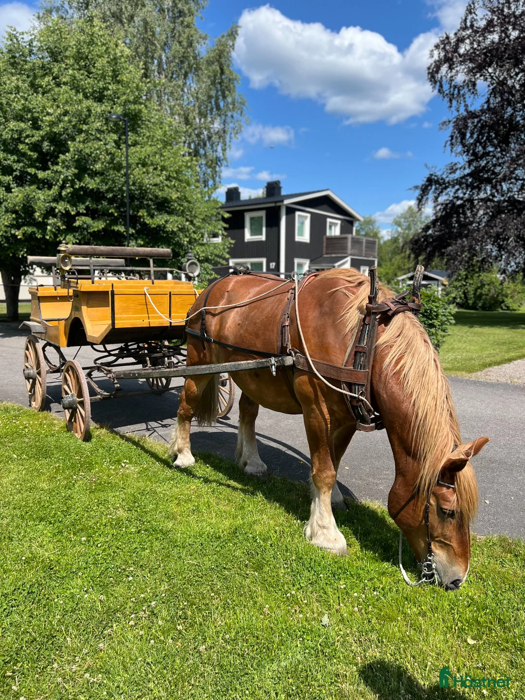 Körning hästar till salu: Ardenner och Russ - Annons 1