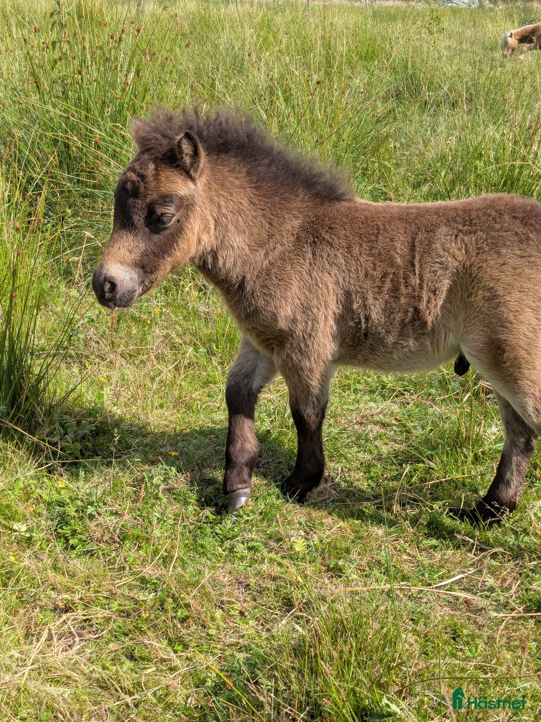 Avel hästar till salu: Minishetland  i Holmsjö - Bild 6