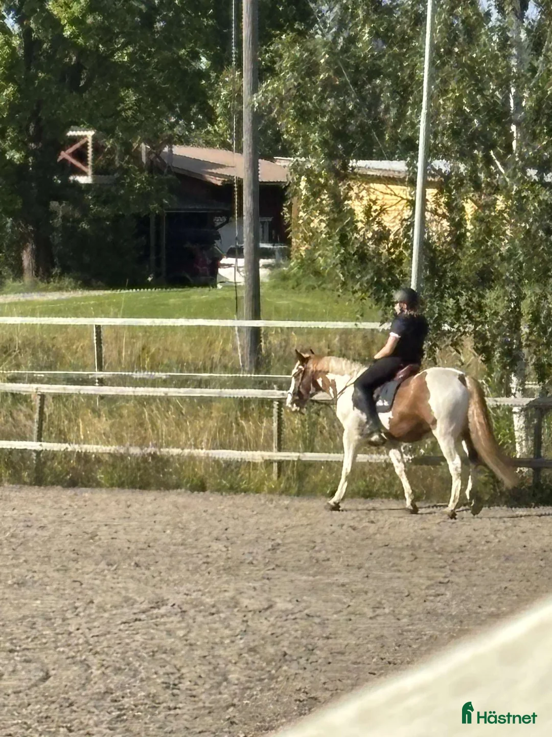 Allround hästar sökes: !Medryttarhäst sökes! i Sundsvall - Annons 1