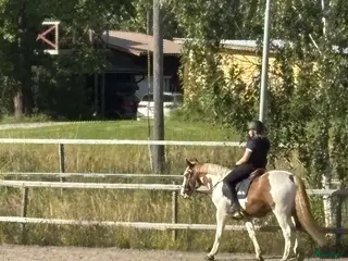 hästar !Medryttarhäst sökes! - Annons 2