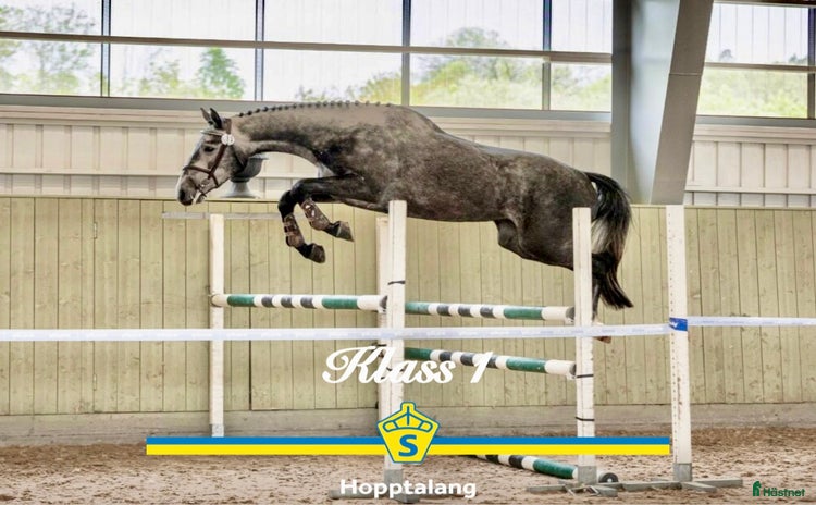  hästar i Hölö - Annons 4