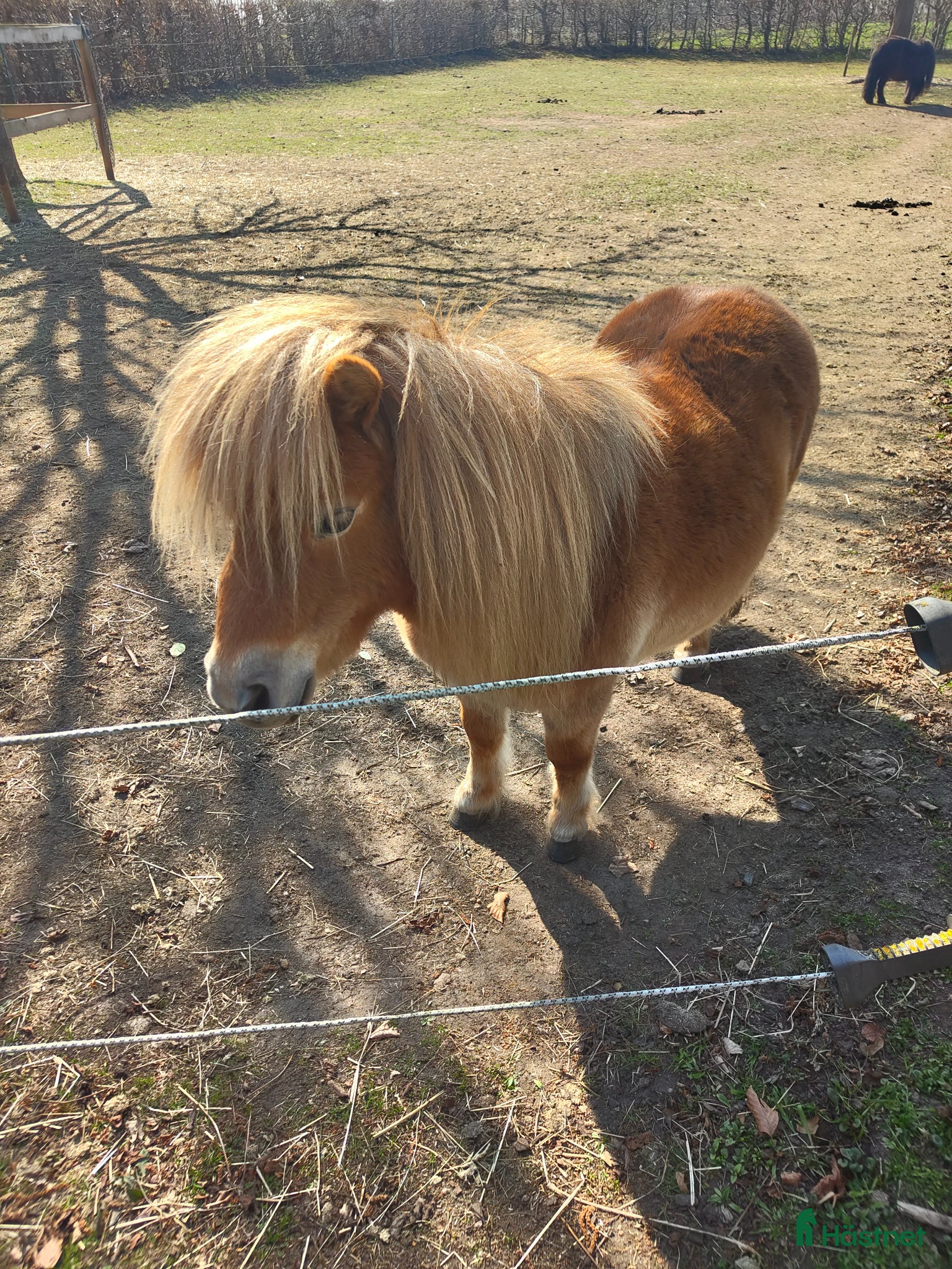  hästar Minishetlandssto  - Annons 5