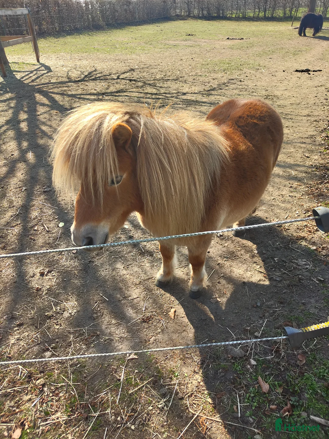 Sällskap hästar till salu: Minishetlandssto  - Annons 1