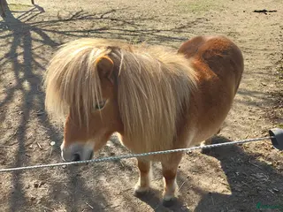hästar Minishetlandssto - Annons 1