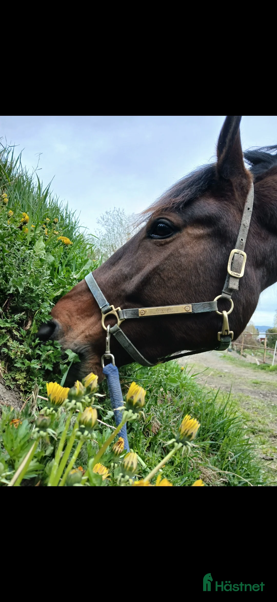 Trav hästar till salu: Tävlingshäst  i Indal - Annons 3