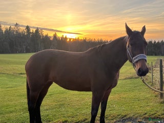 hästar i Hestra - Annons 9