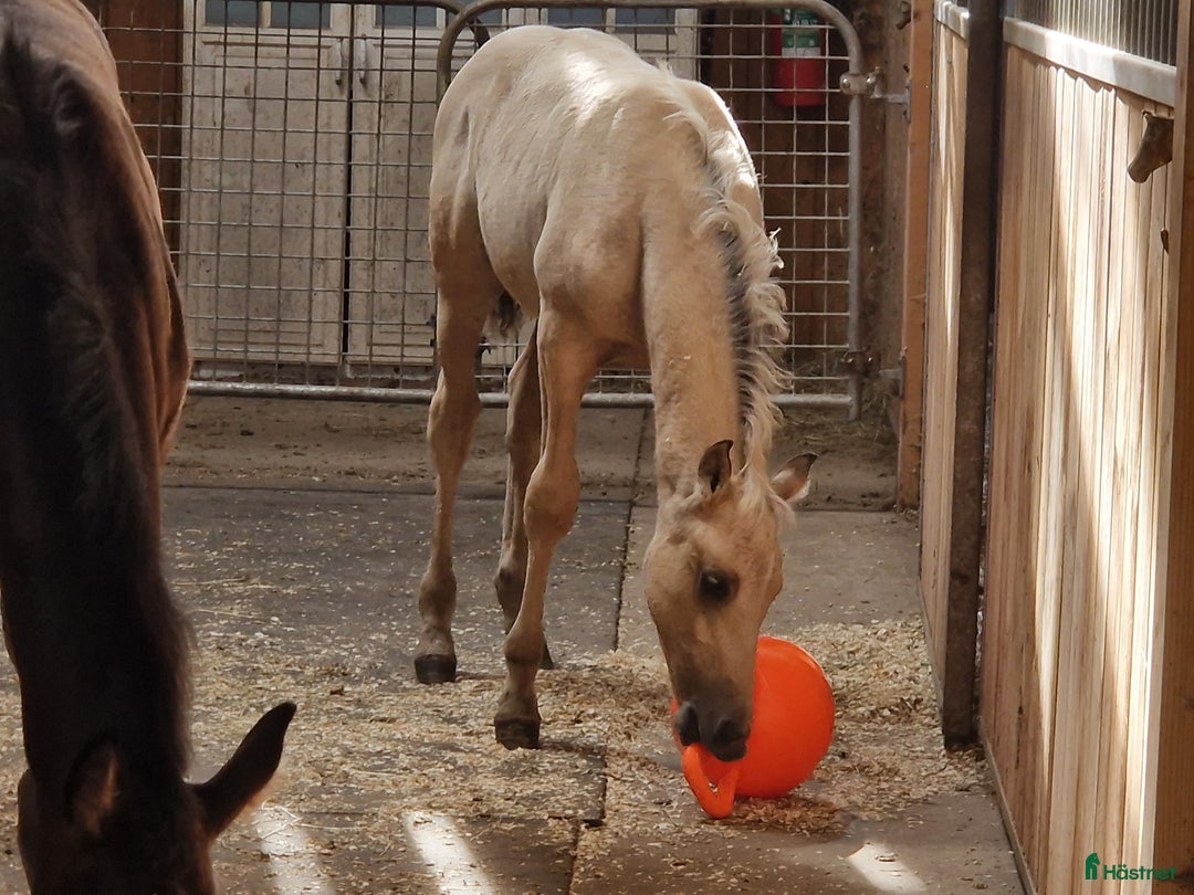 Allround hästar till salu: Charmtroll i Istorp - Annons 8