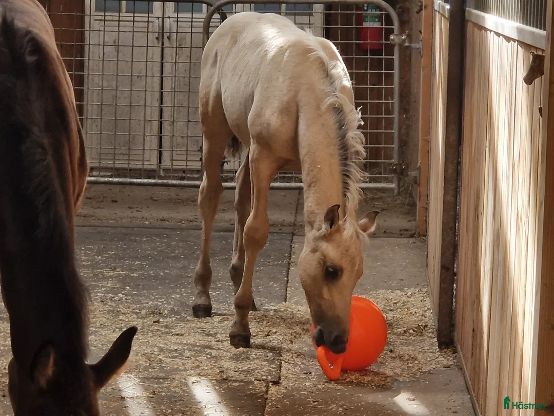 Allround hästar till salu: Charmtroll i Istorp - Annons 8