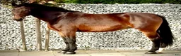 Allround hästar till salu: Hera-6-yo-Silesian Mare |168 cm| Calm&Easy to Ride - Annons 5