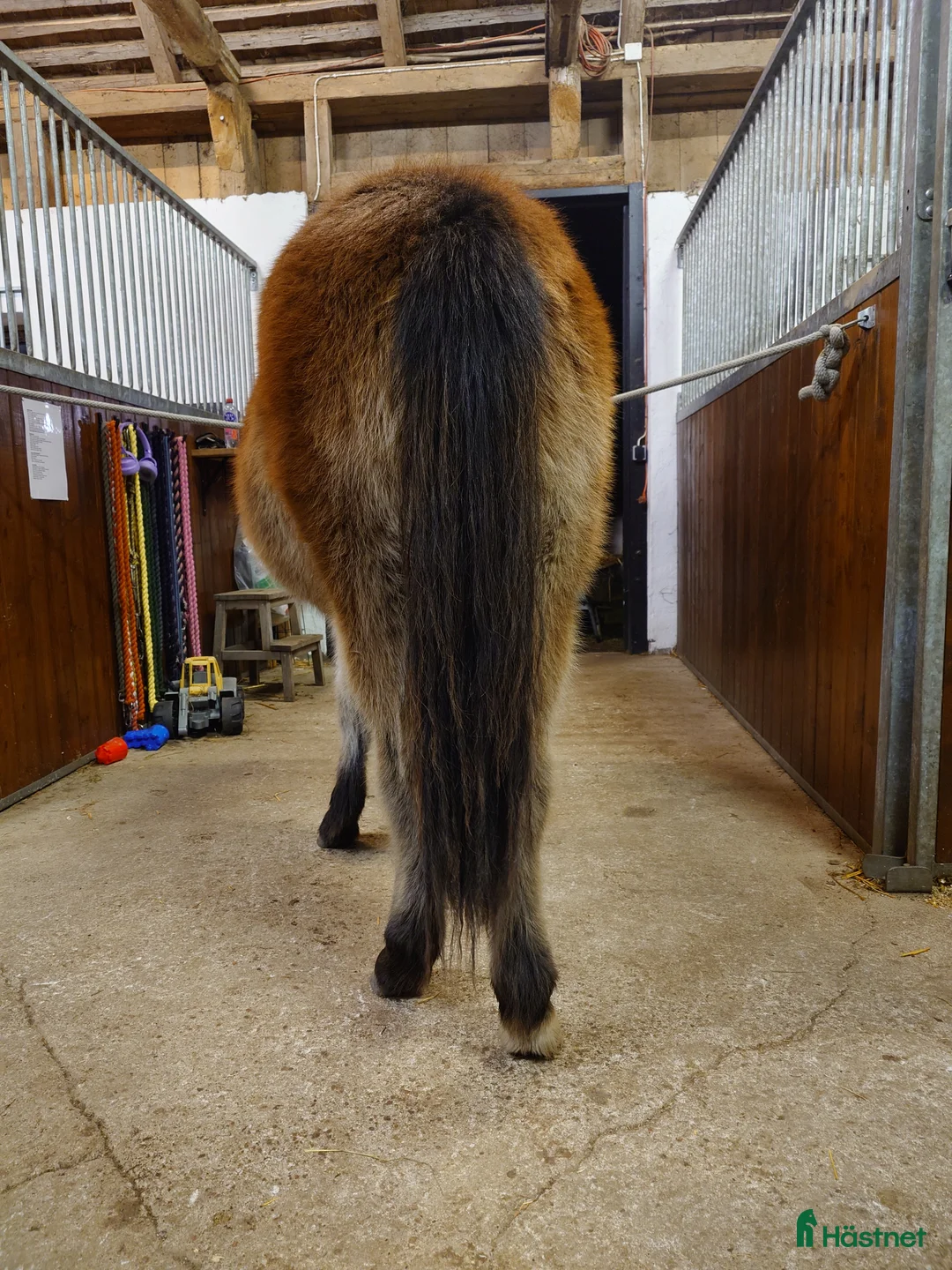 Allround hästar till salu: Mysigt ungsto - Annons 4