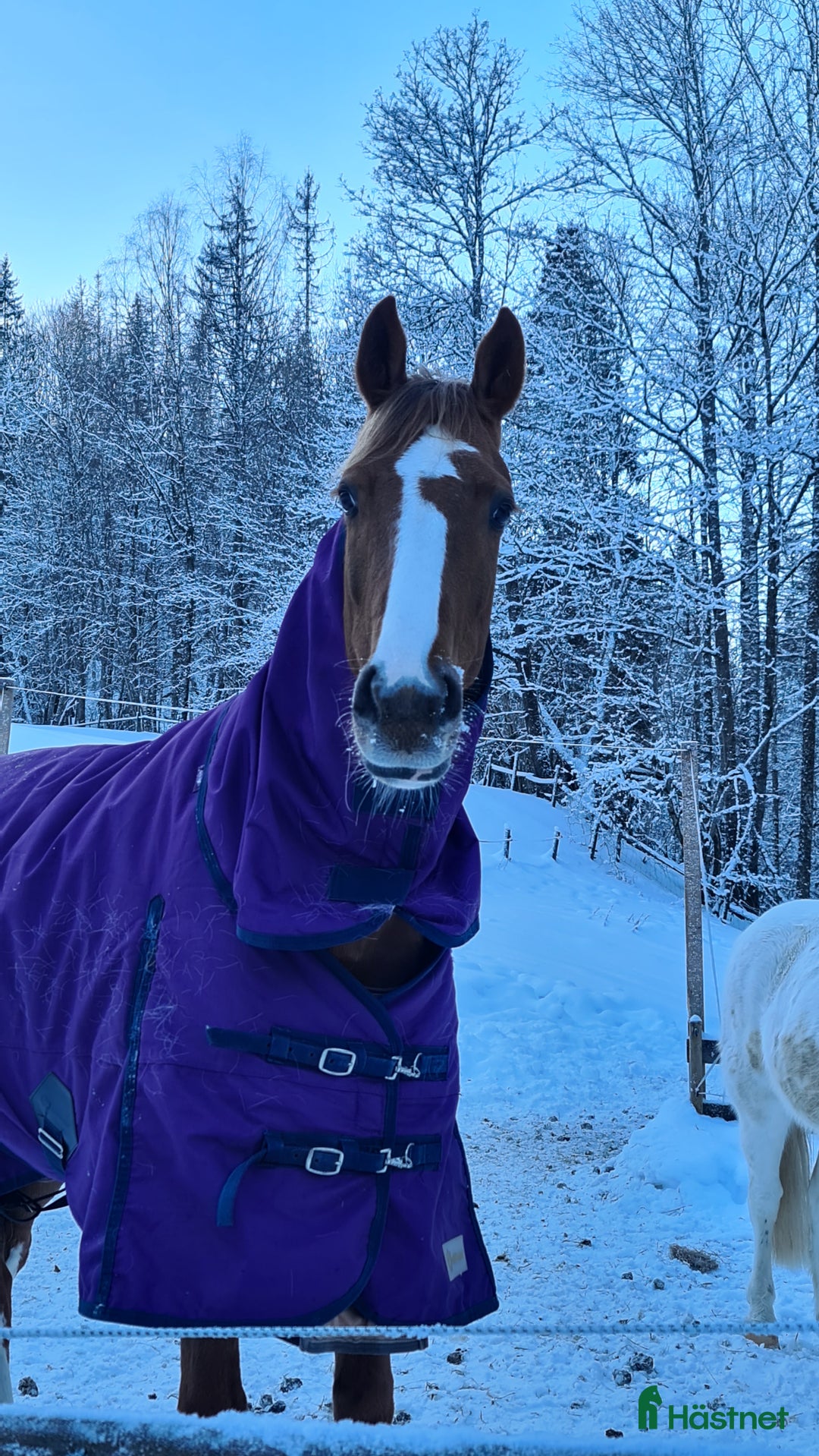 Dressyr hästar till salu: Nydelig liten dressurbetont hoppe i Lier - Bild 5