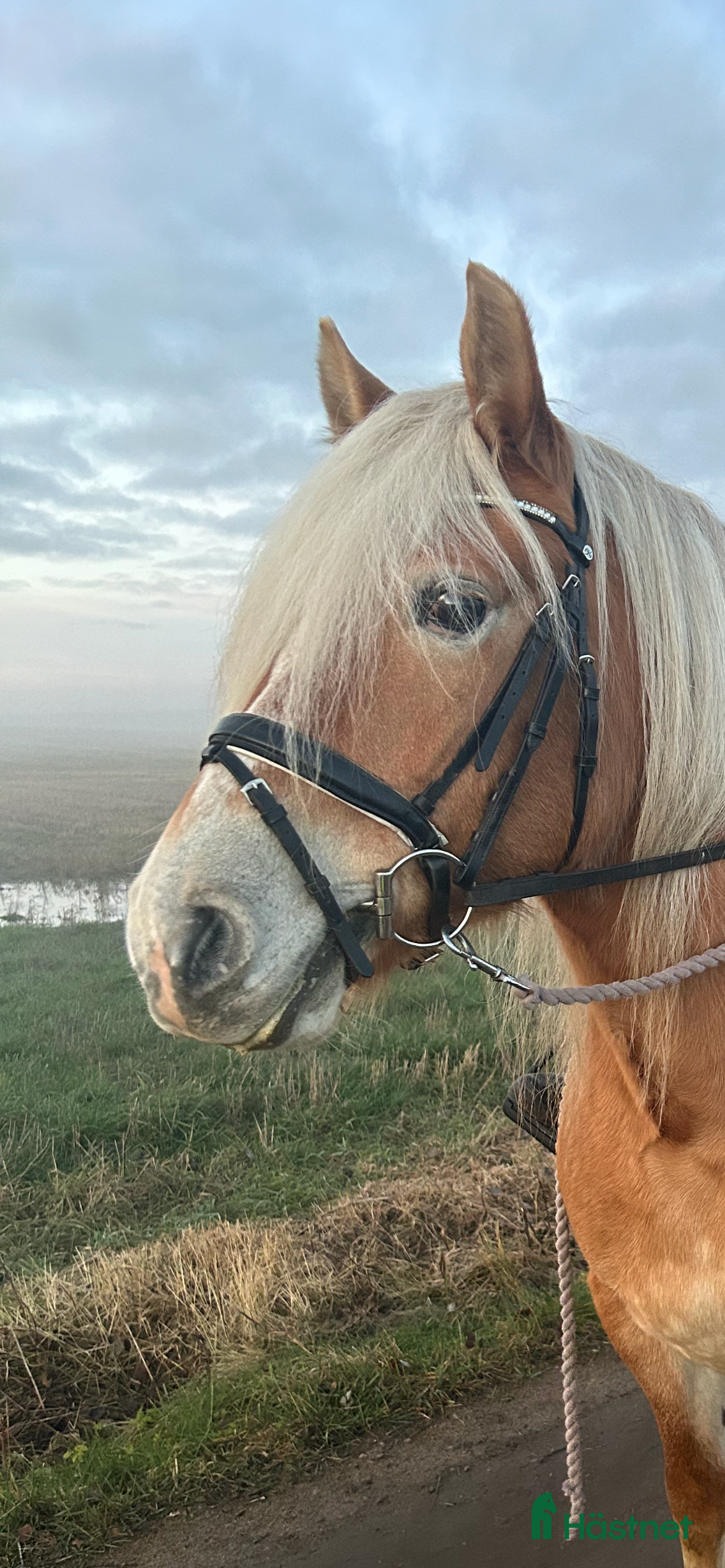  hästar Jätte snäll och lugn pony  - Annons 16