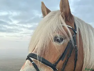 hästar Jätte snäll och lugn pony - Annons 16