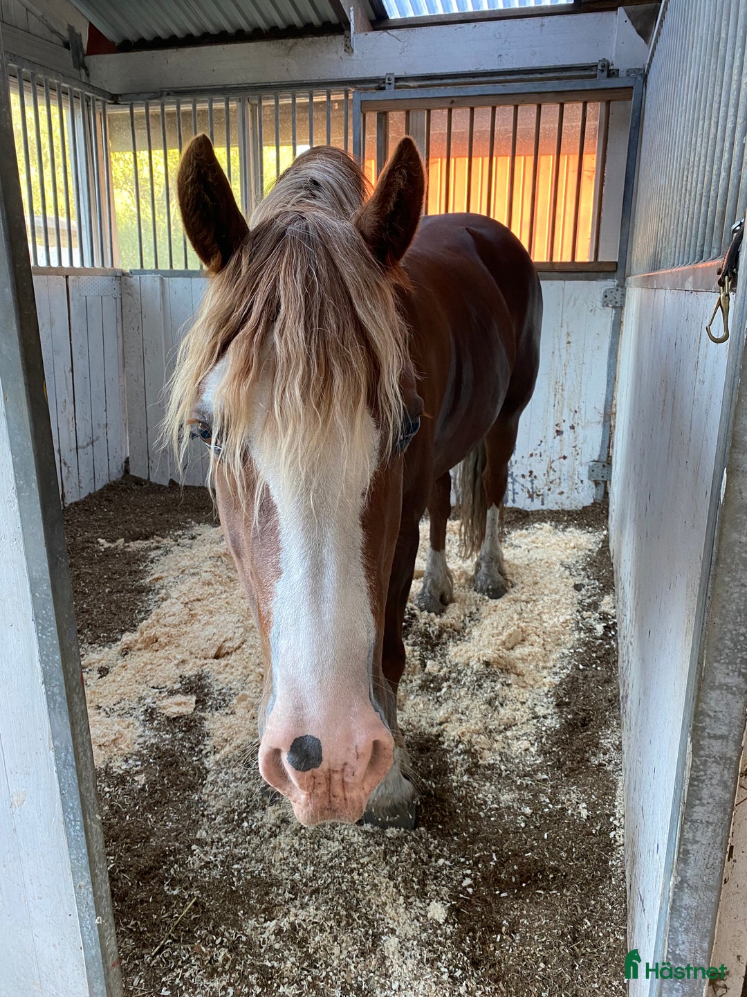  medryttarhäst finnes: Medryttare  i Färentuna - Annons 1