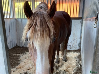 medryttarhäst finnes: Medryttare i Färentuna - Annons 1