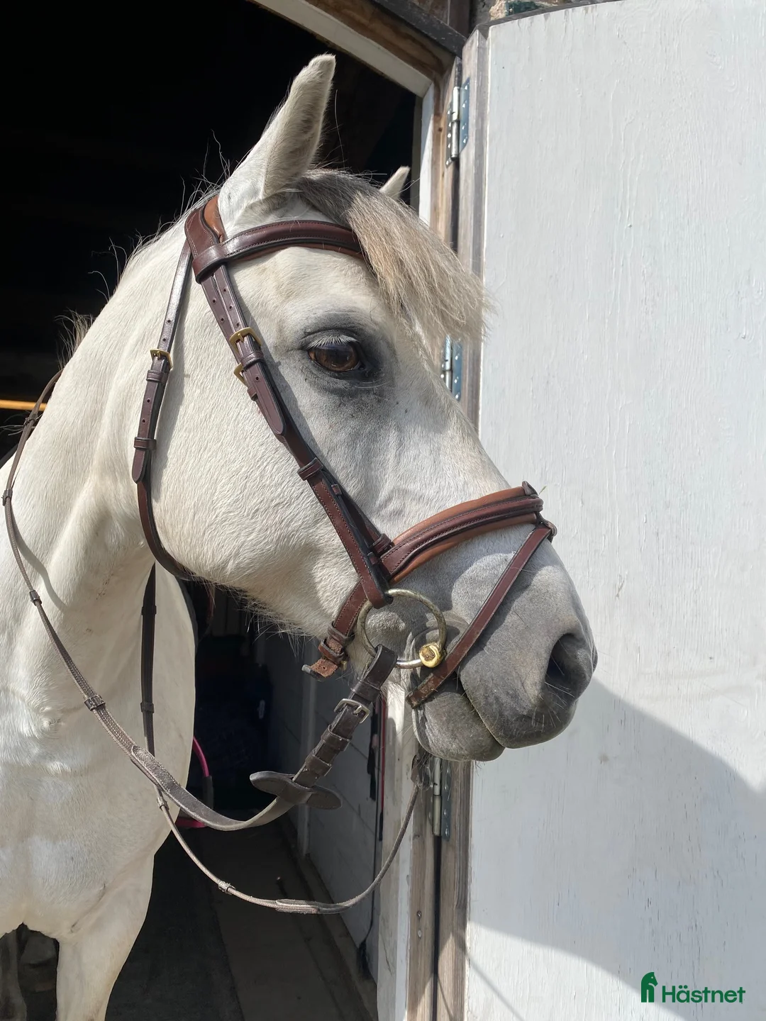 Allround hästar till salu: Trygg bästa kompis - Annons 1