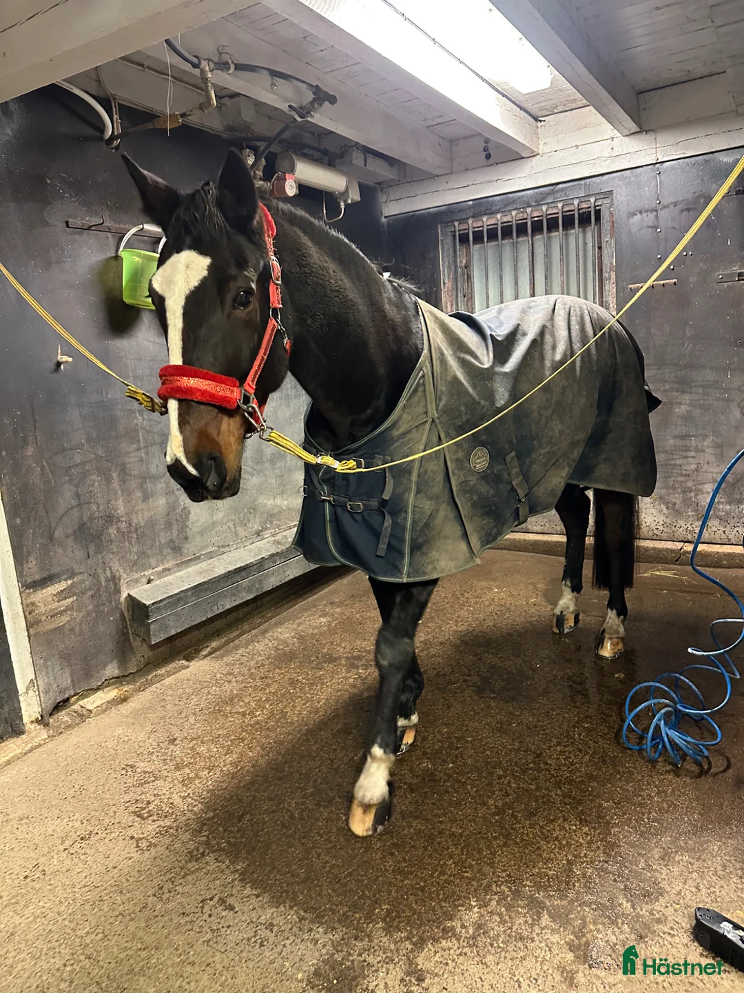 Sällskap hästar till salu: Ture söker nytt hem - Annons 6