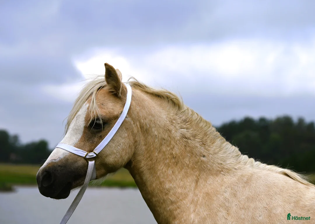 Allround hästar till salu: En trygg och harmonisk Welsh Mountain hingst  i Nyköping - Annons 2