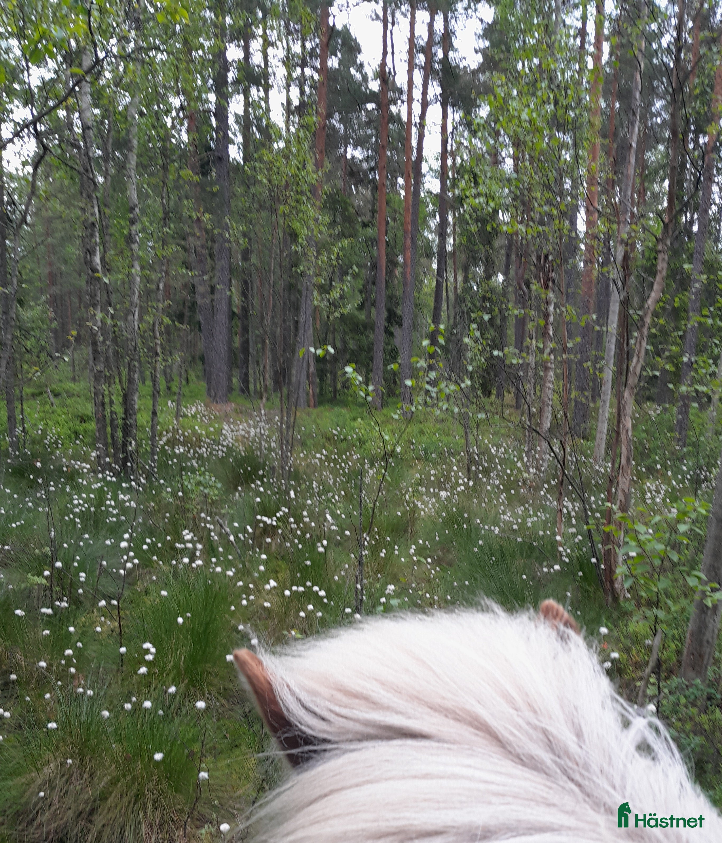  medryttarhäst finnes: Islandssto söker "medmänniska" i Karlstad - Annons 13