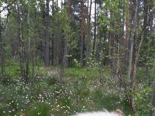 medryttarhäst finnes: Betalande medryttare sökes i Karlstad - Annons 10