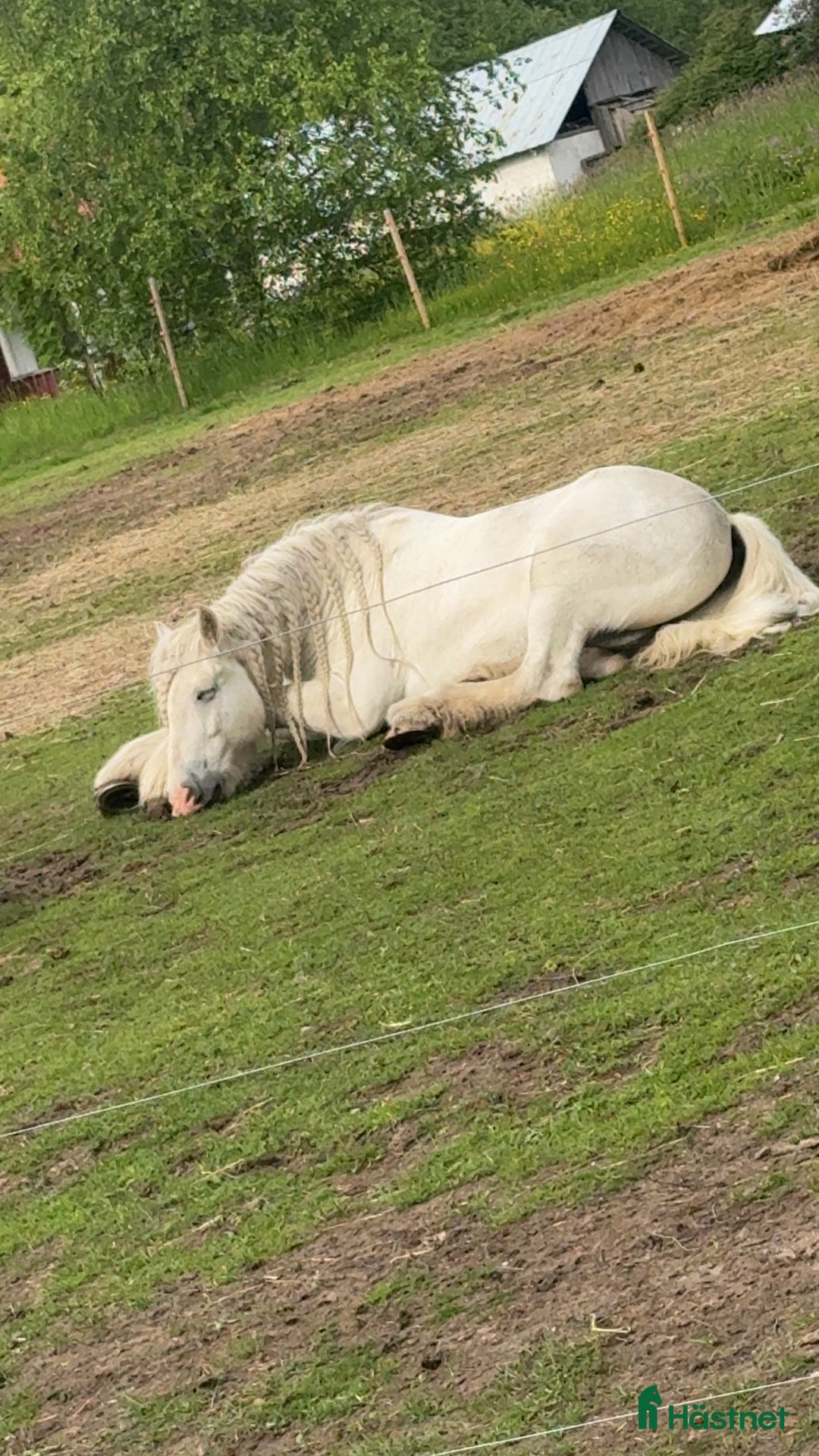 Allround hästar till salu: Drömhäst  i Ljungaverk - Annons 4