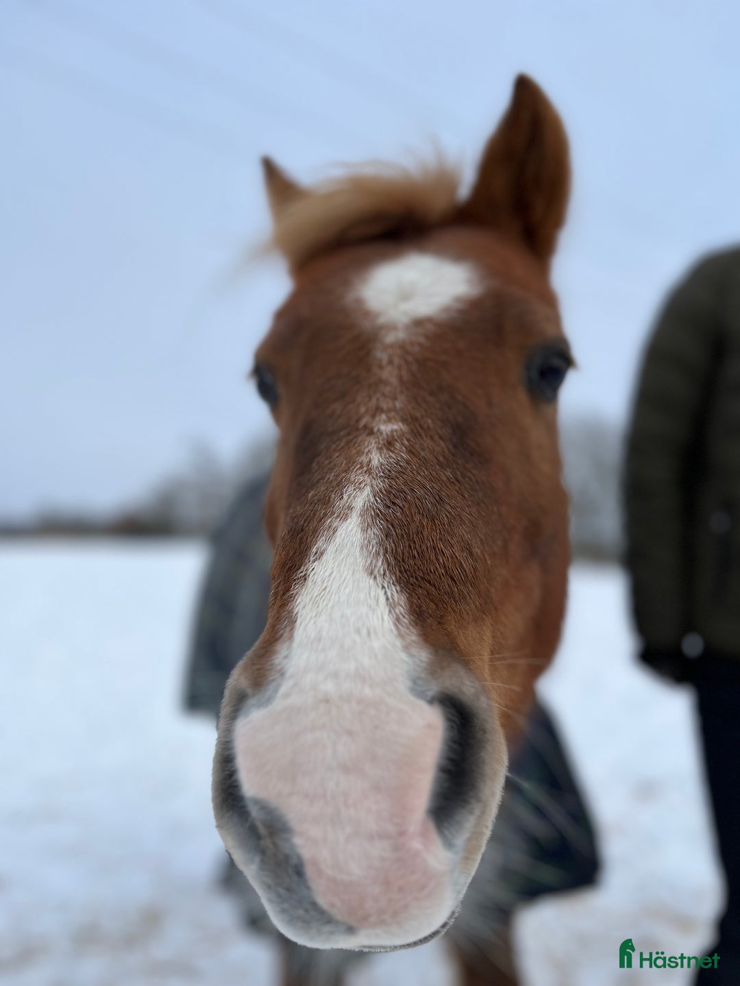 Allround hästar till salu: B-ponnyn Sune  i Kalmar - Annons 6