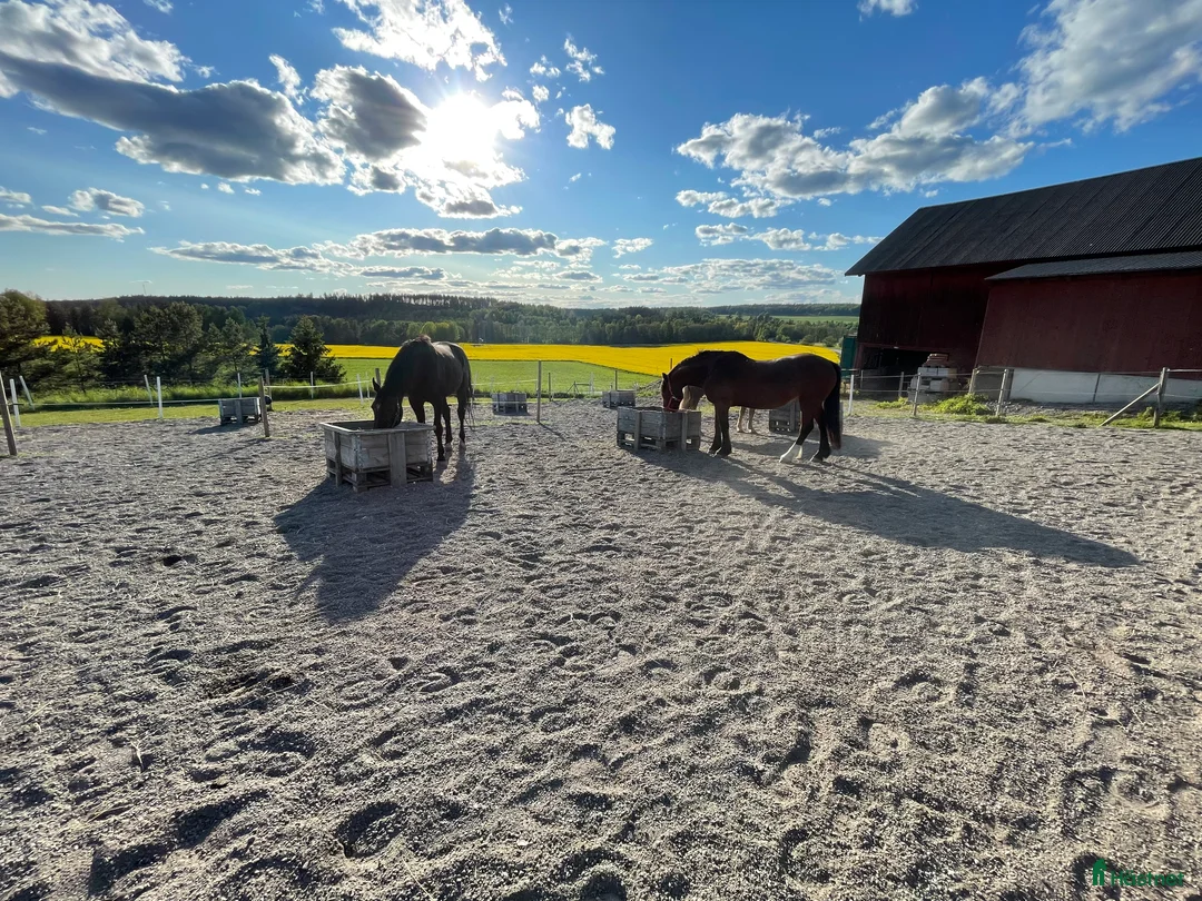  stallplats finnes: Boxplatser på Iselsta/Grödinge i Grödinge - Annons 4
