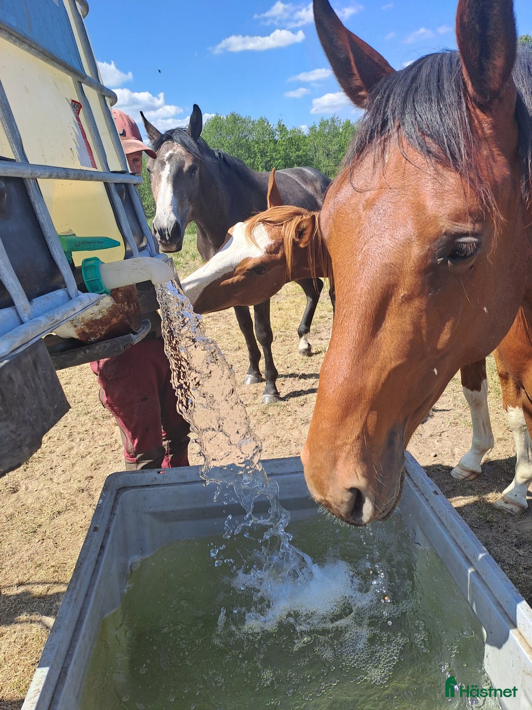  stallplats finnes: Lösdrift  i Sjöbo - Bild 4