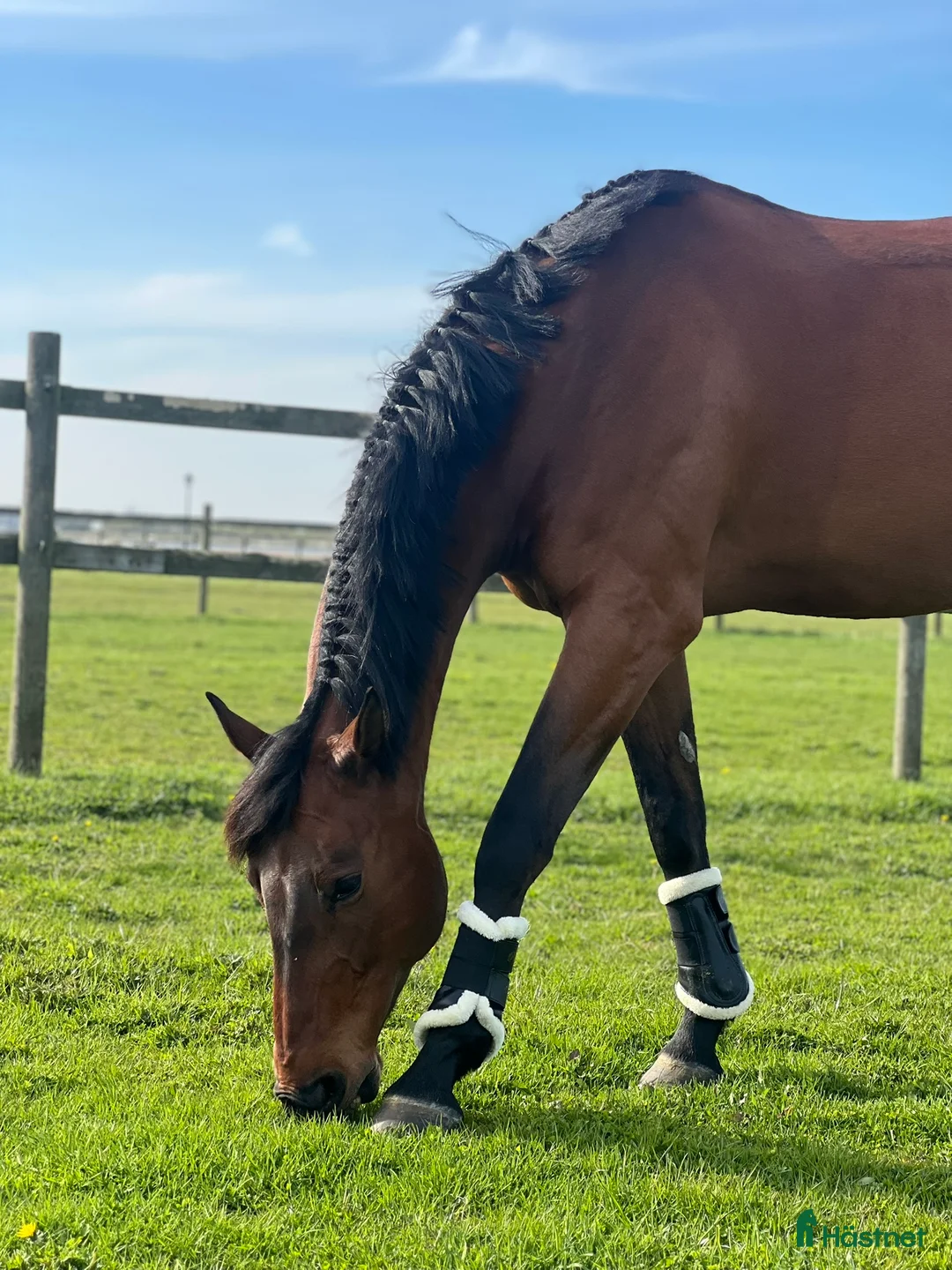 Hoppning hästar till salu: Topphäst Children/Junior  - Annons 8