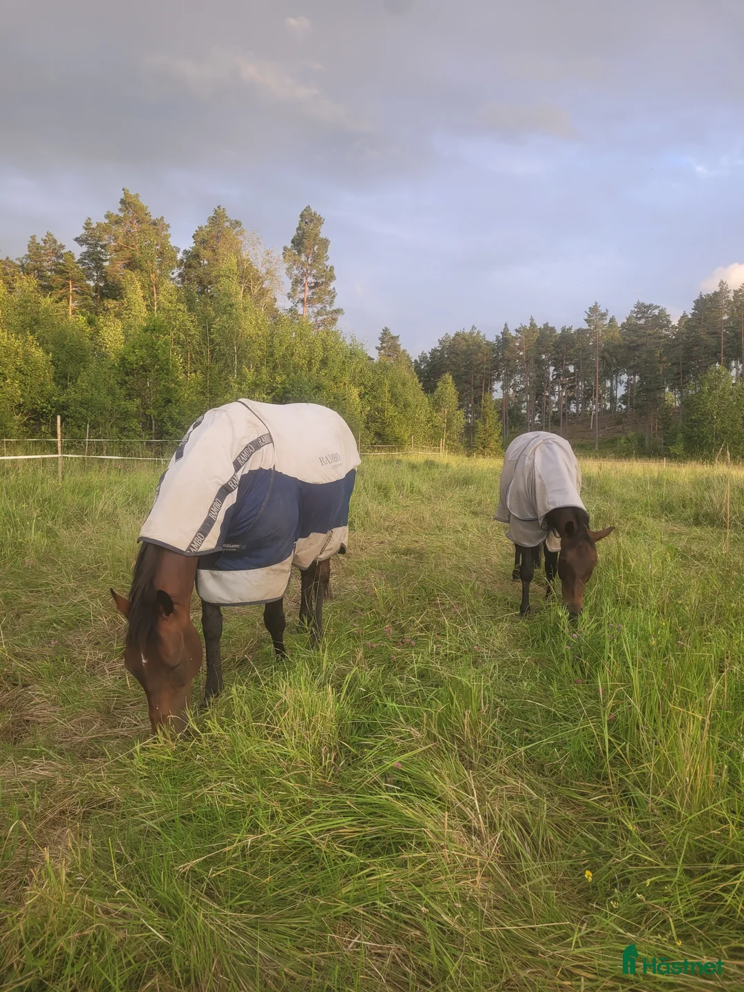  medryttarhäst finnes: Medryttare sökes  - Annons 1