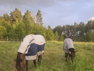 medryttarhäst finnes: Medryttare sökes - Annons 3