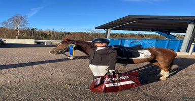  hästar i Kil - Annons 5