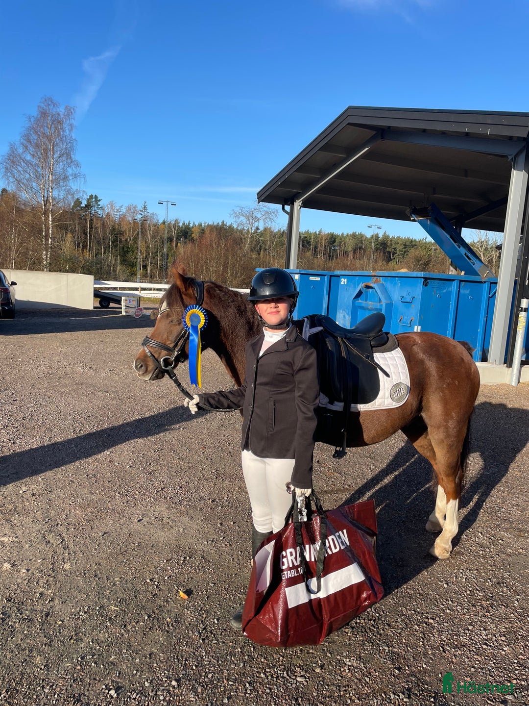 Dressyr hästar till salu: Trygg, bästa kompis i dressyr i Kil - Annons 2