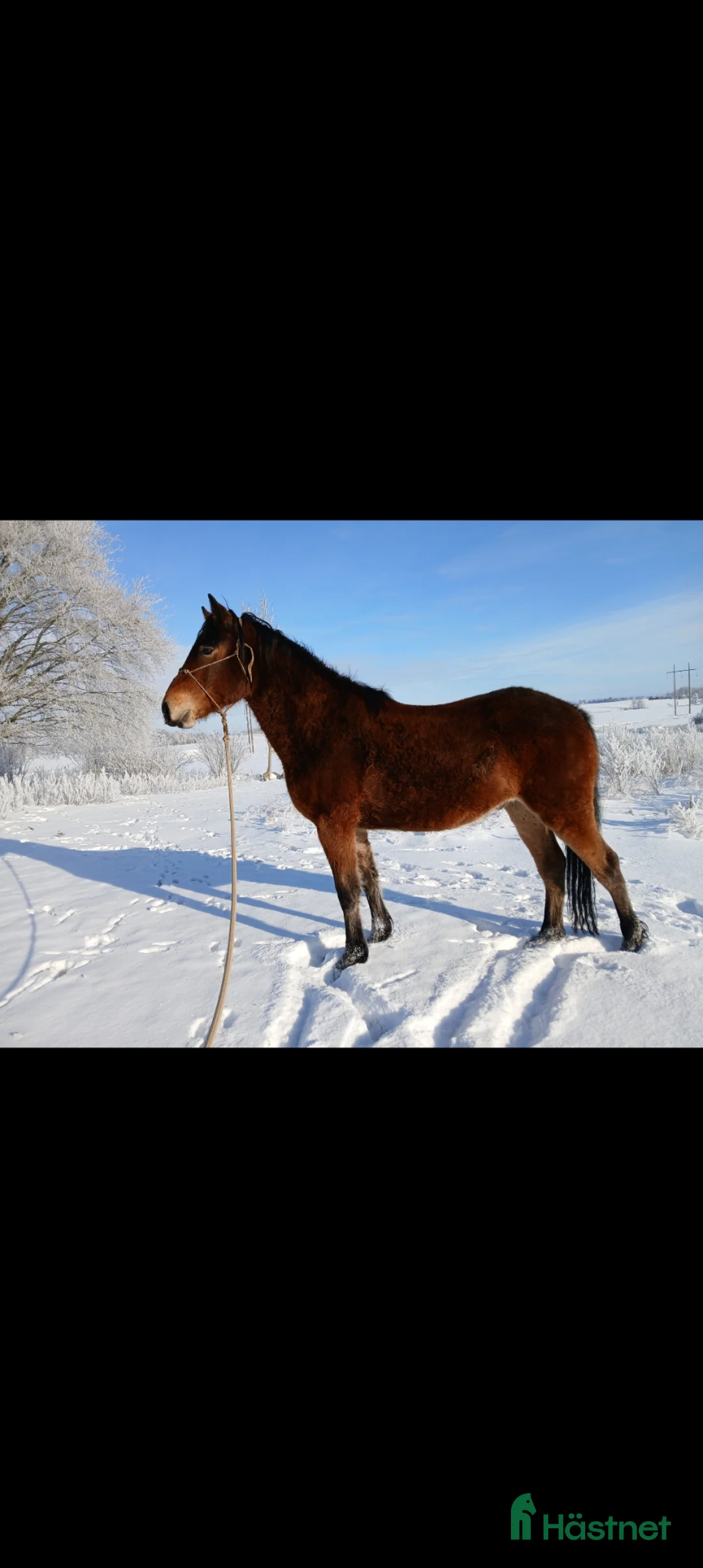 Allround hästar till salu: Charmig kigermustang  - Annons 2